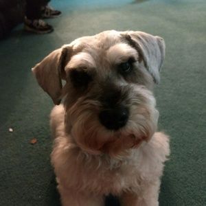 Meet your Posher, Bailey